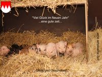 Schwein-im-Neuen-Jahr-4